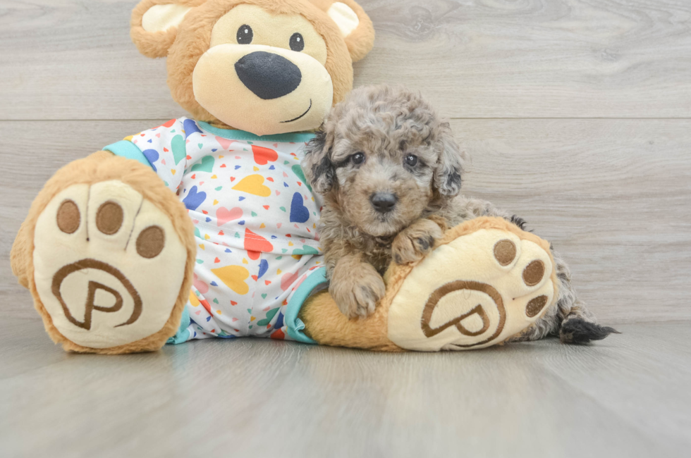 6 week old Mini Goldendoodle Puppy For Sale - Fairfield Furbabies
