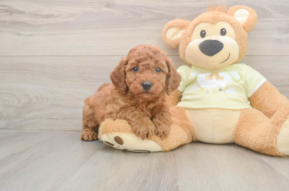 5 week old Mini Goldendoodle Puppy For Sale - Fairfield Furbabies