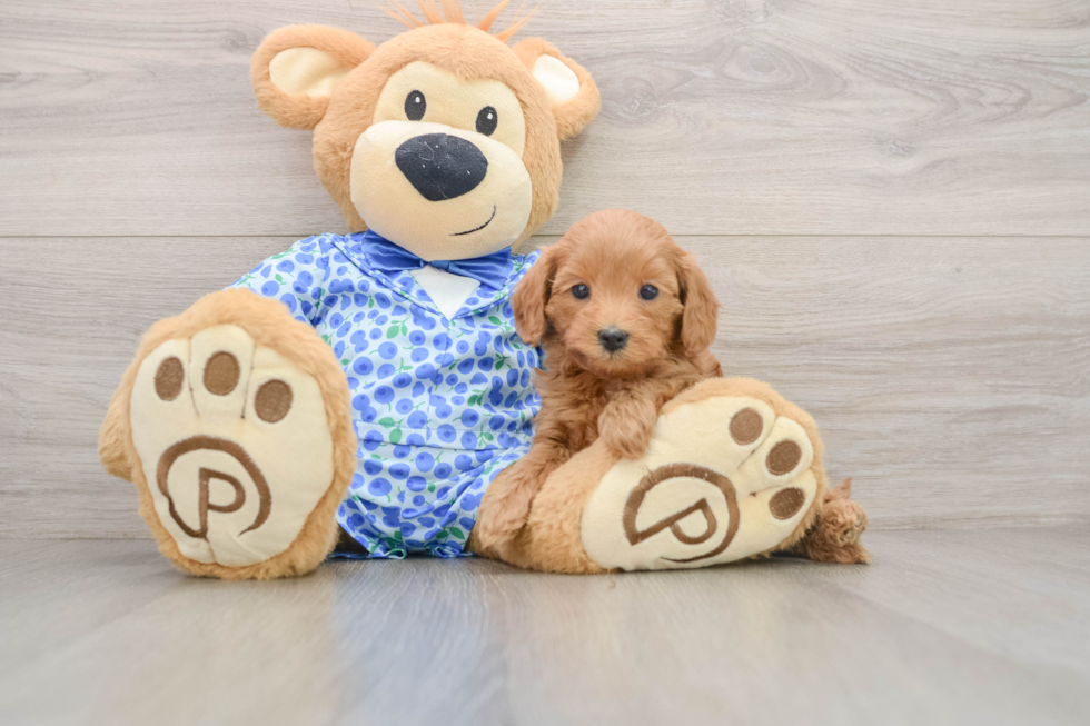 Happy Mini Goldendoodle Baby