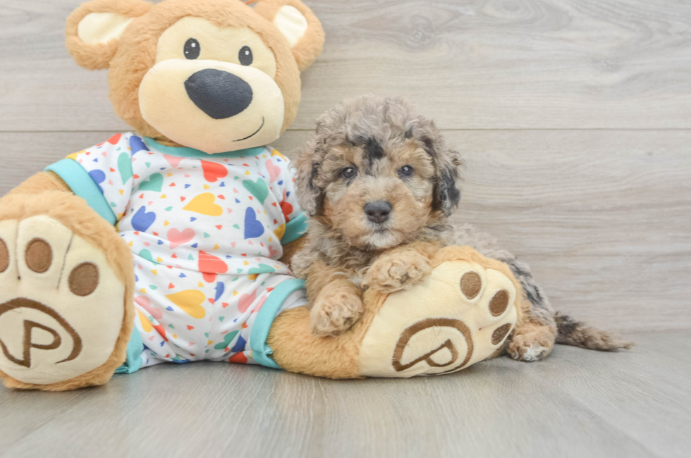 6 week old Mini Goldendoodle Puppy For Sale - Fairfield Furbabies