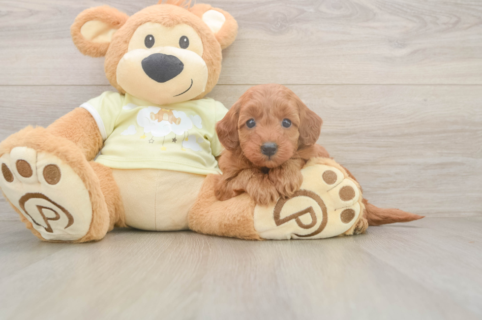 5 week old Mini Goldendoodle Puppy For Sale - Fairfield Furbabies