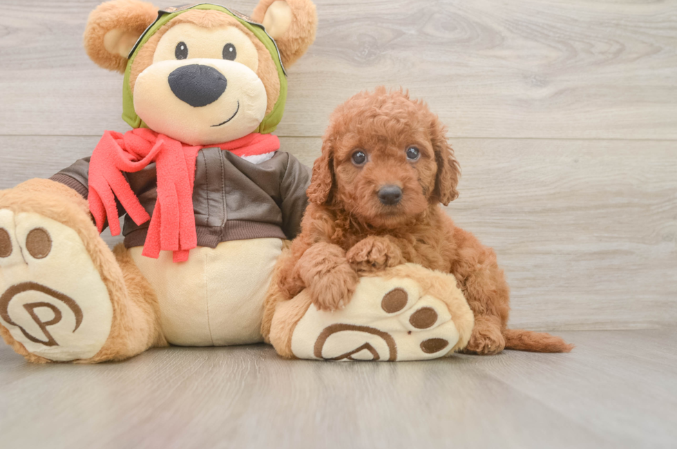 6 week old Mini Goldendoodle Puppy For Sale - Fairfield Furbabies