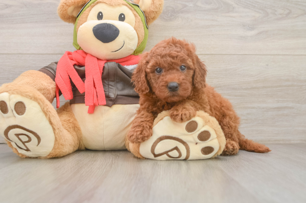 6 week old Mini Goldendoodle Puppy For Sale - Fairfield Furbabies