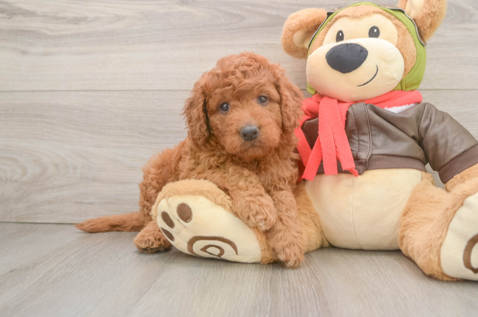6 week old Mini Goldendoodle Puppy For Sale - Fairfield Furbabies