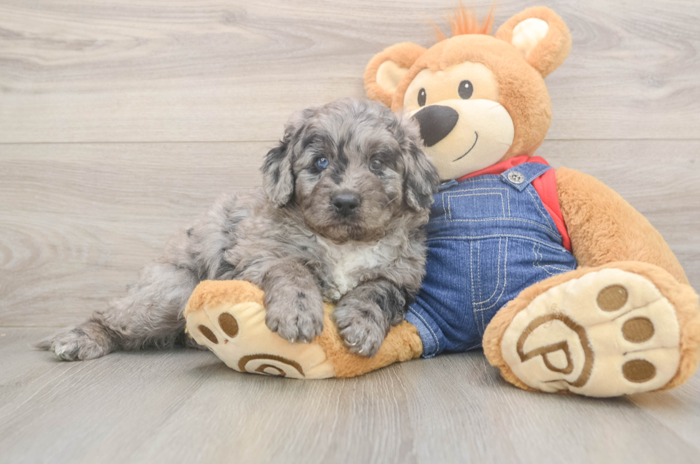 5 week old Mini Goldendoodle Puppy For Sale - Fairfield Furbabies