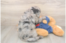Mini Goldendoodle Puppy for Adoption