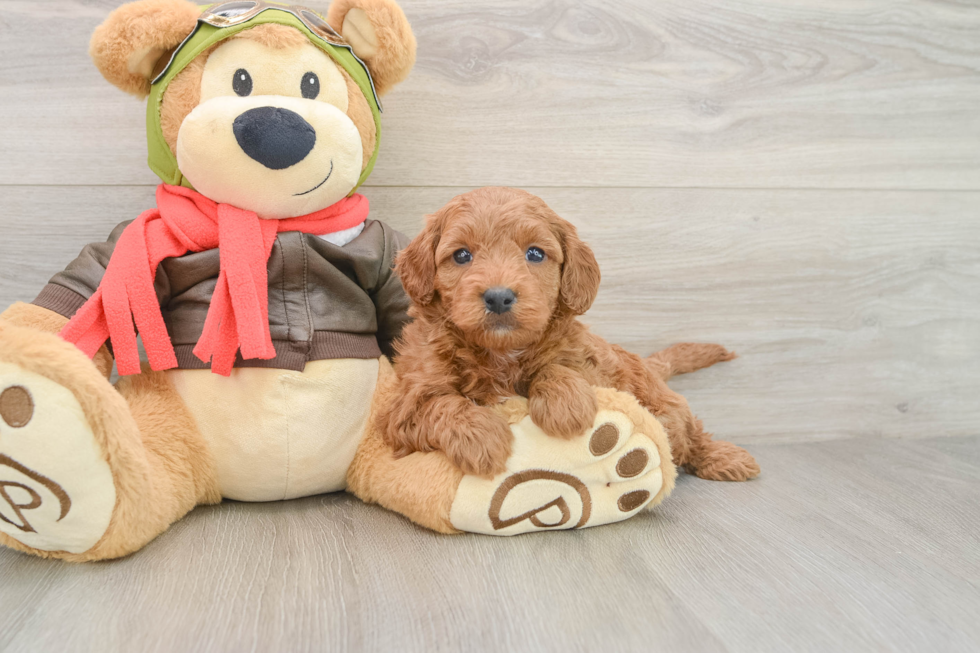 Mini Goldendoodle Puppy for Adoption