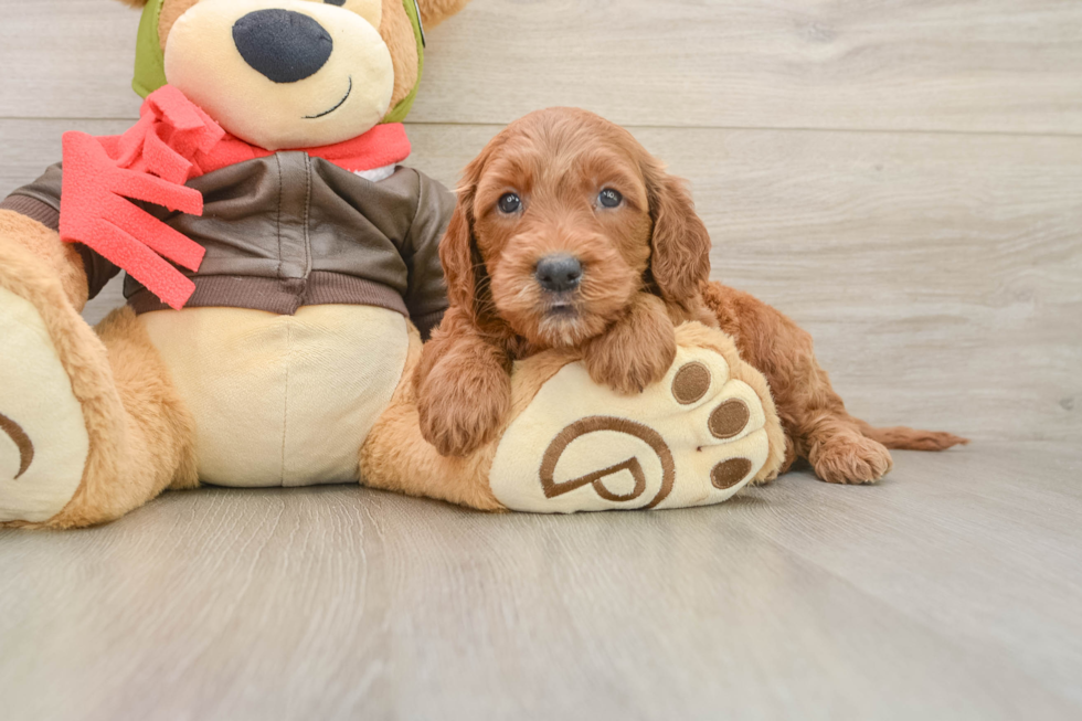 Happy Mini Goldendoodle Baby