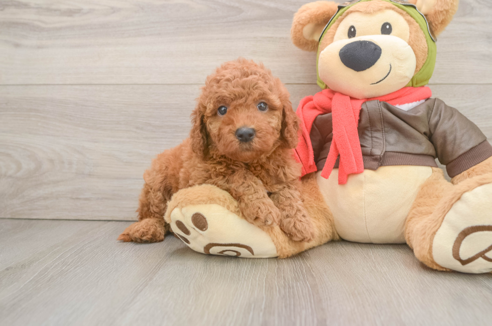 6 week old Mini Goldendoodle Puppy For Sale - Fairfield Furbabies