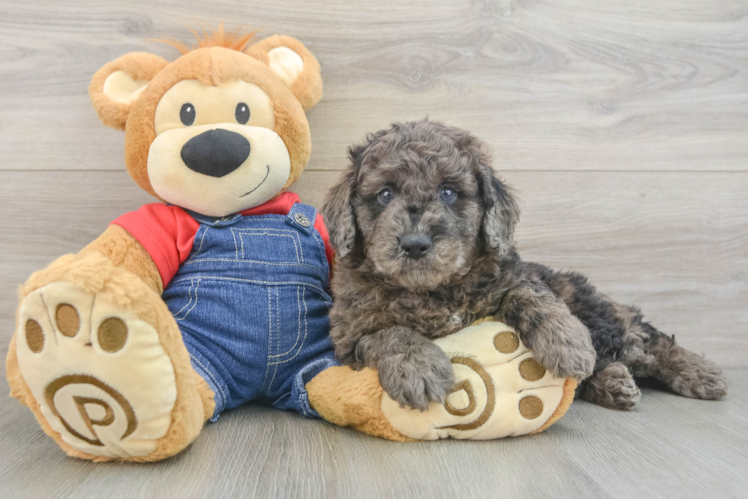 Sweet Mini Goldendoodle Baby