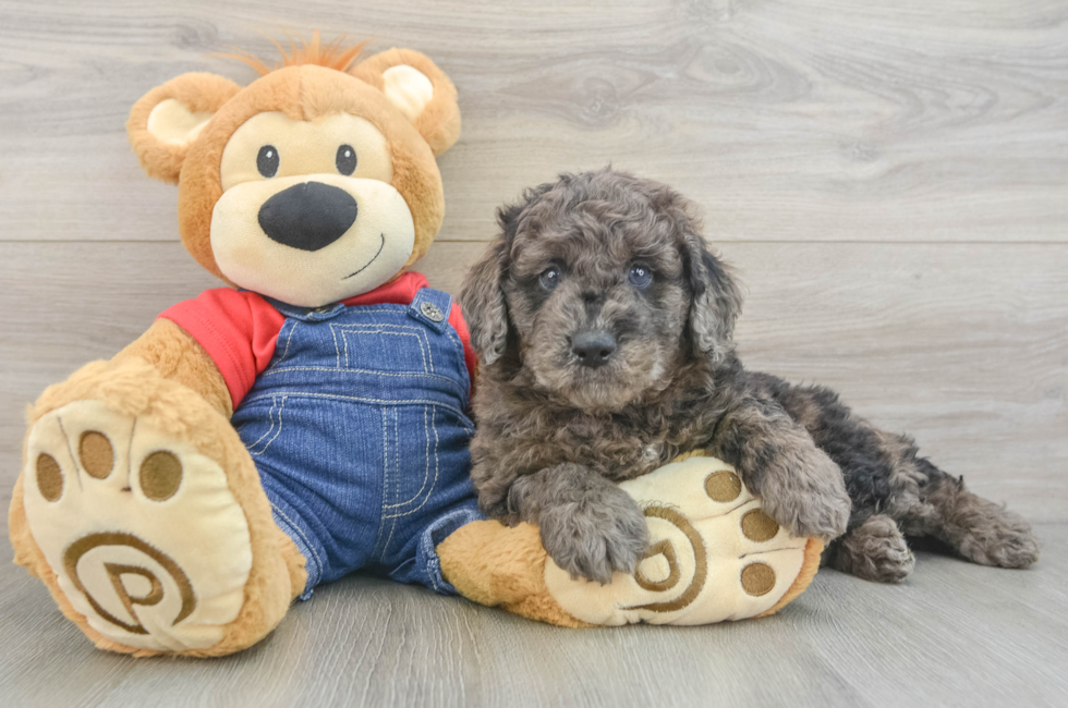 9 week old Mini Goldendoodle Puppy For Sale - Fairfield Furbabies
