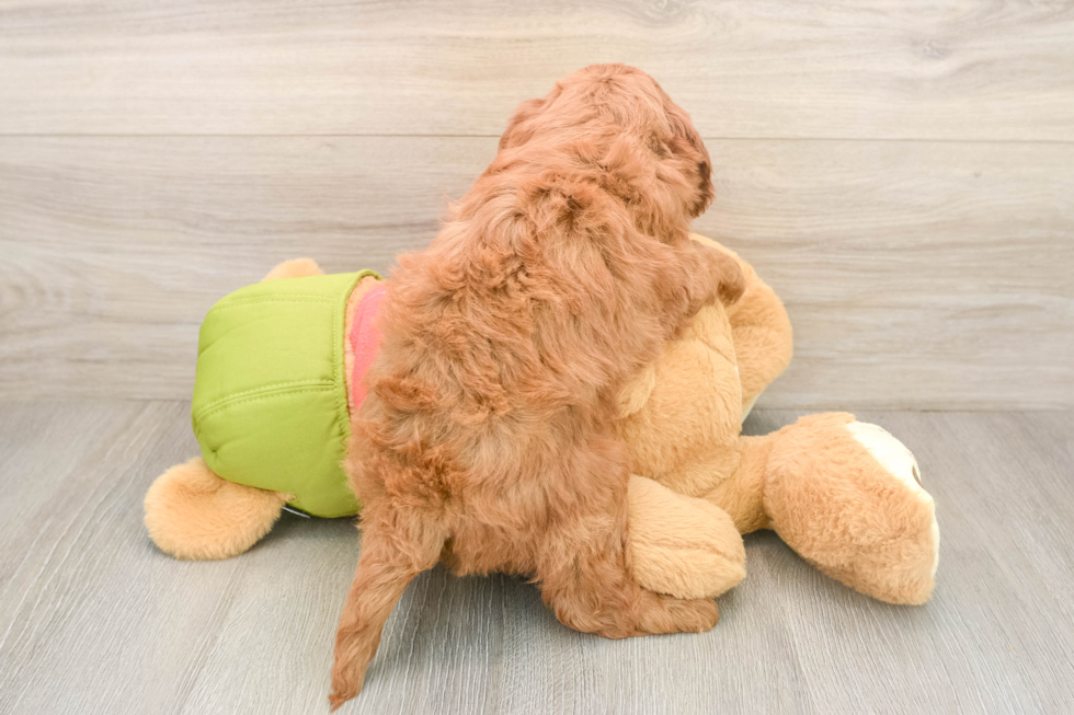 Friendly Mini Goldendoodle Baby