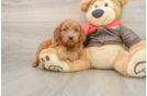 Happy Mini Goldendoodle Baby
