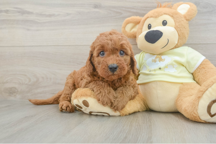 Fluffy Mini Goldendoodle Poodle Mix Pup
