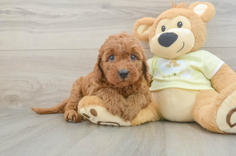 6 week old Mini Goldendoodle Puppy For Sale - Fairfield Furbabies