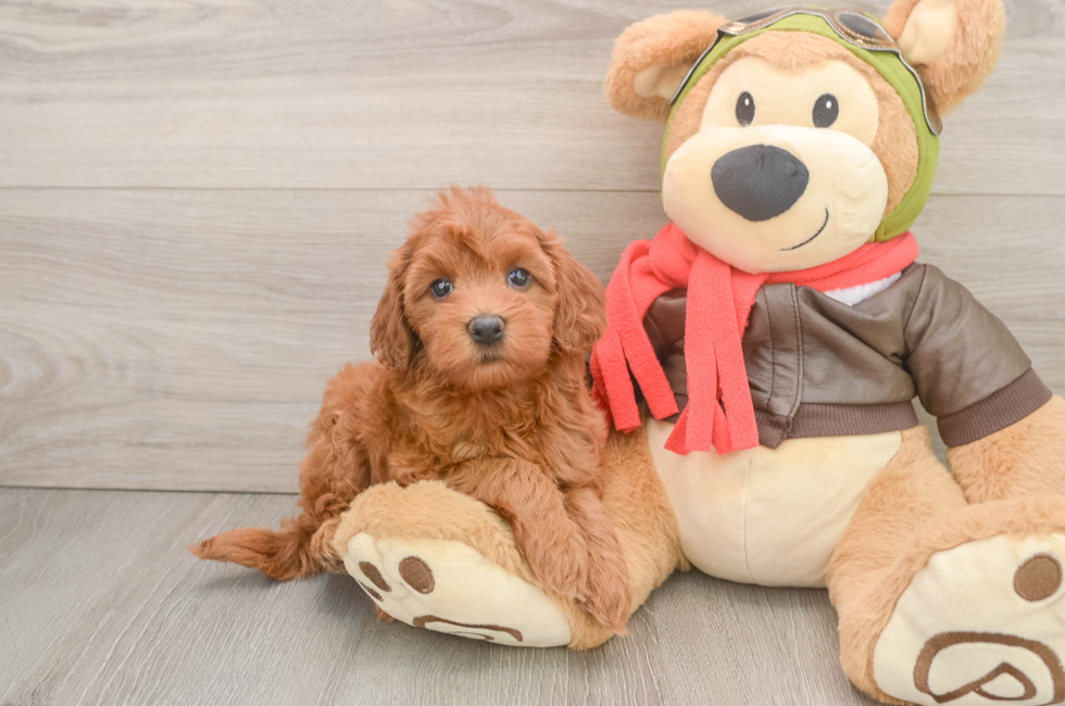 6 week old Mini Goldendoodle Puppy For Sale - Fairfield Furbabies