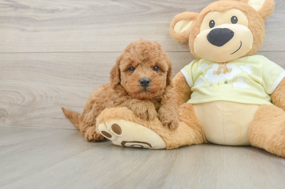 6 week old Mini Goldendoodle Puppy For Sale - Fairfield Furbabies