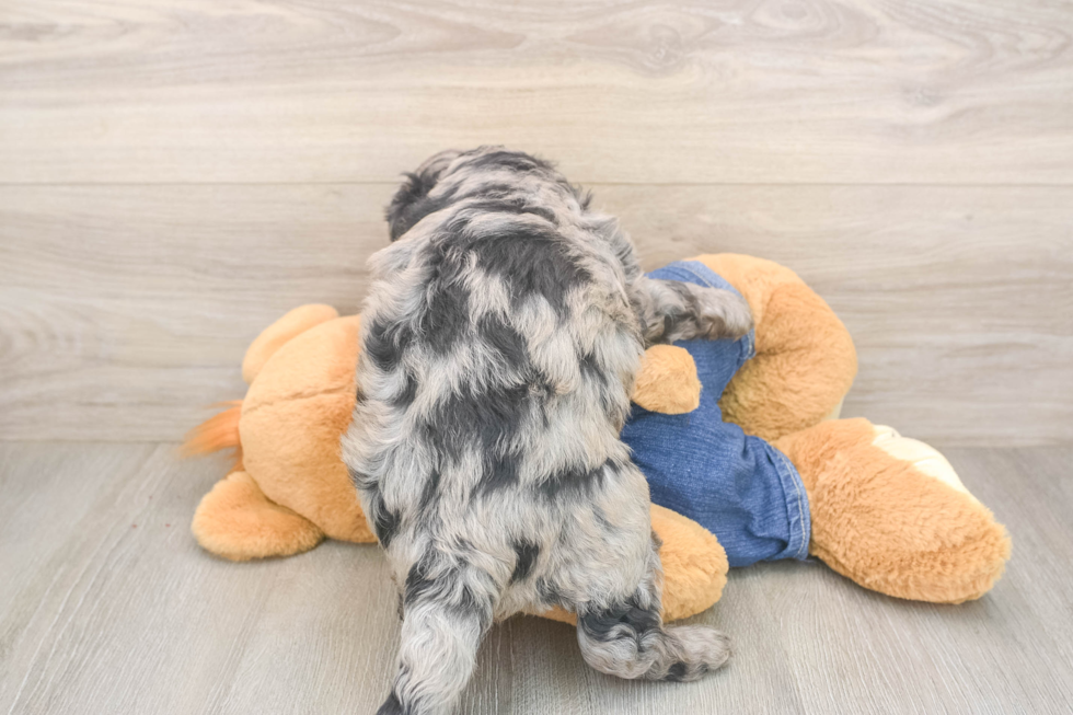 Mini Goldendoodle Pup Being Cute