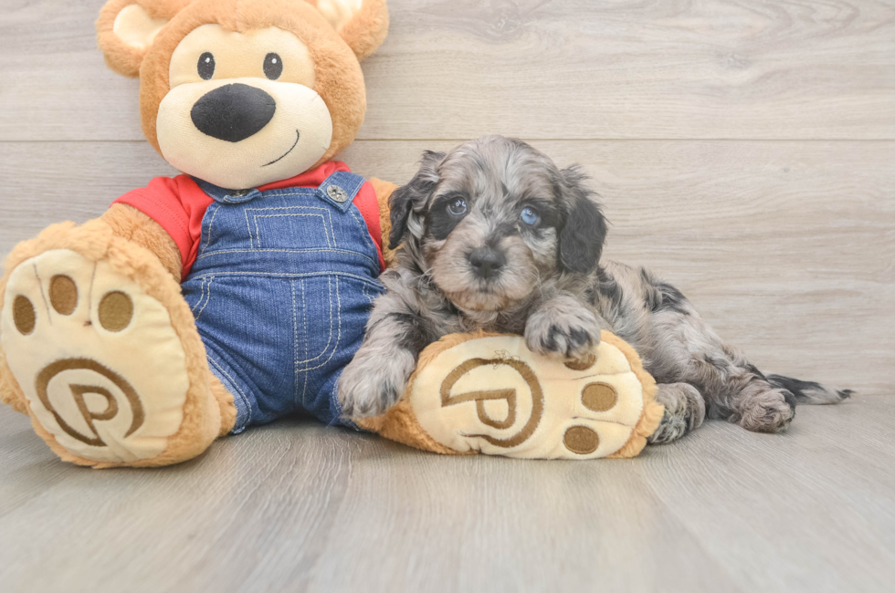 5 week old Mini Goldendoodle Puppy For Sale - Fairfield Furbabies