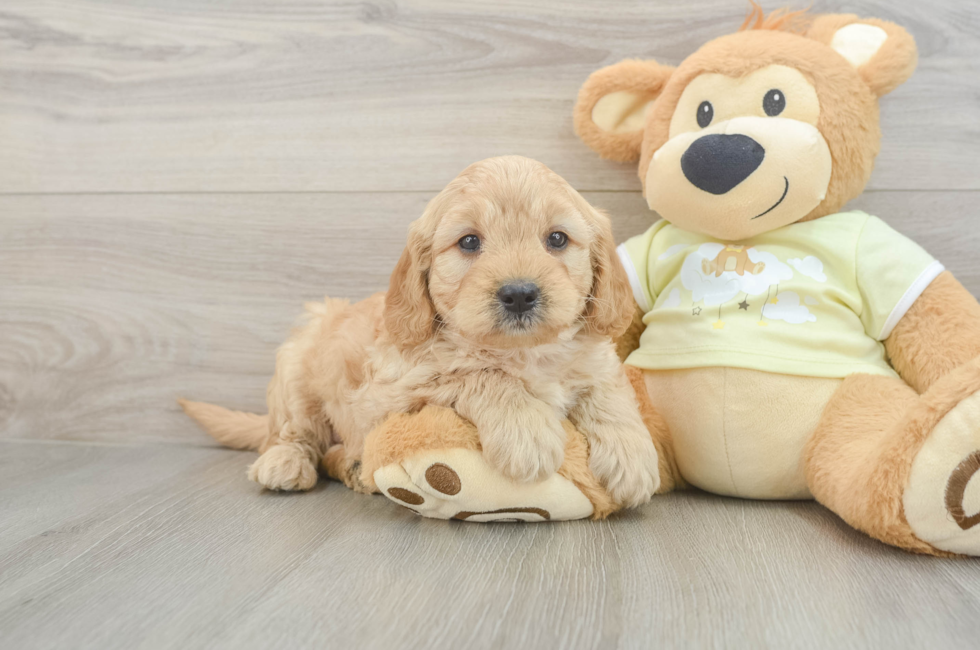 6 week old Mini Goldendoodle Puppy For Sale - Fairfield Furbabies