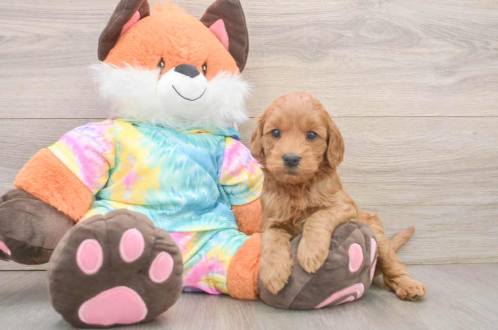 6 week old Mini Goldendoodle Puppy For Sale - Fairfield Furbabies