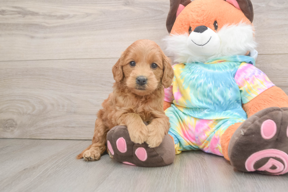 Mini Goldendoodle Pup Being Cute