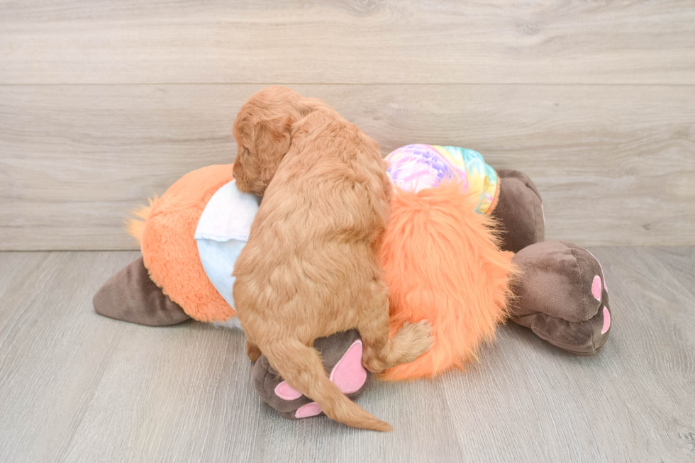 Best Mini Goldendoodle Baby