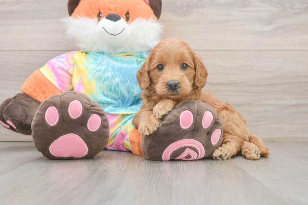 Best Mini Goldendoodle Baby