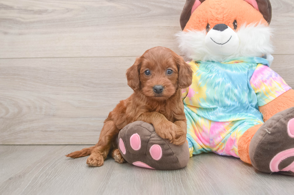 6 week old Mini Goldendoodle Puppy For Sale - Fairfield Furbabies