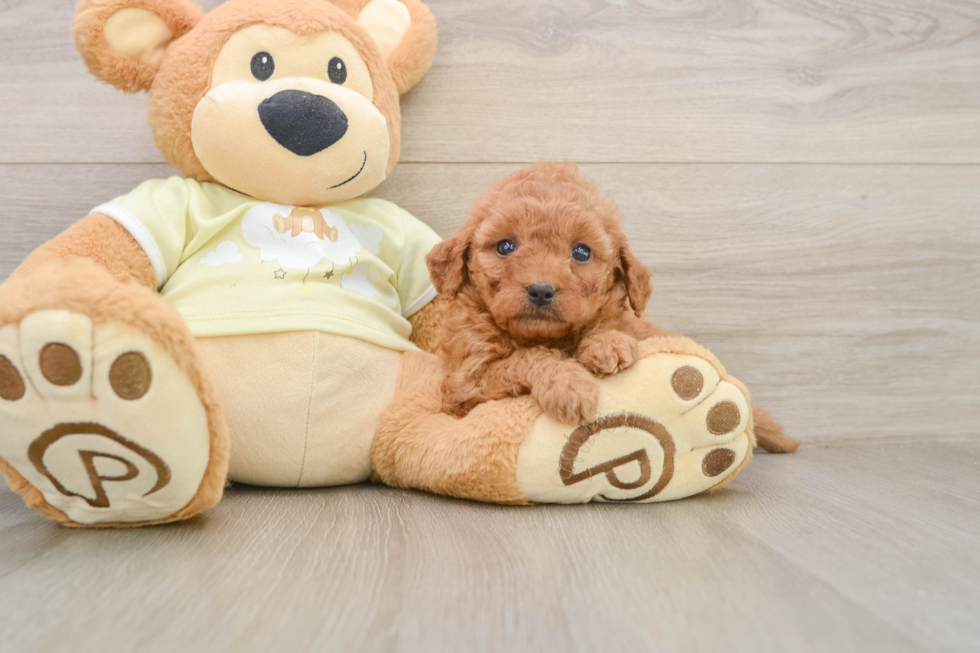 Playful Mini Groodle Poodle Mix Puppy