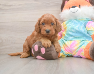 6 week old Mini Goldendoodle Puppy For Sale - Fairfield Furbabies