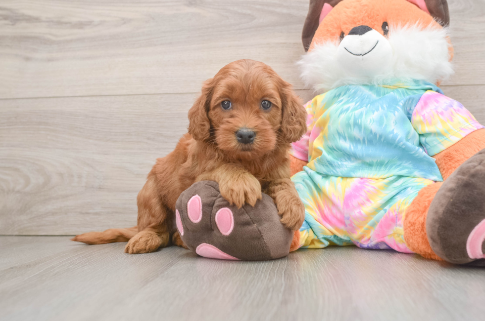 6 week old Mini Goldendoodle Puppy For Sale - Fairfield Furbabies