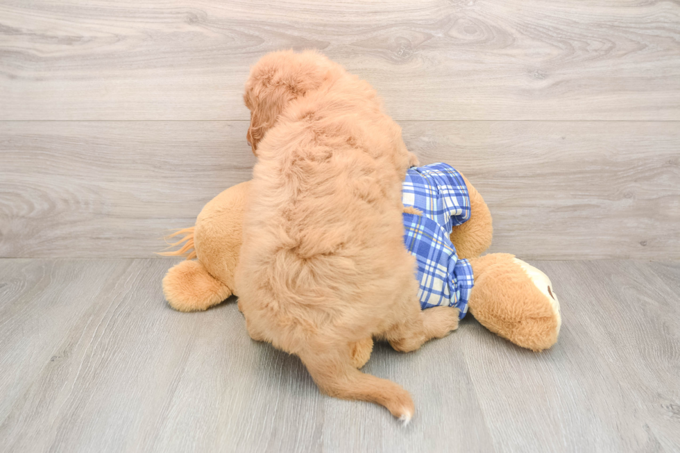 Mini Goldendoodle Pup Being Cute