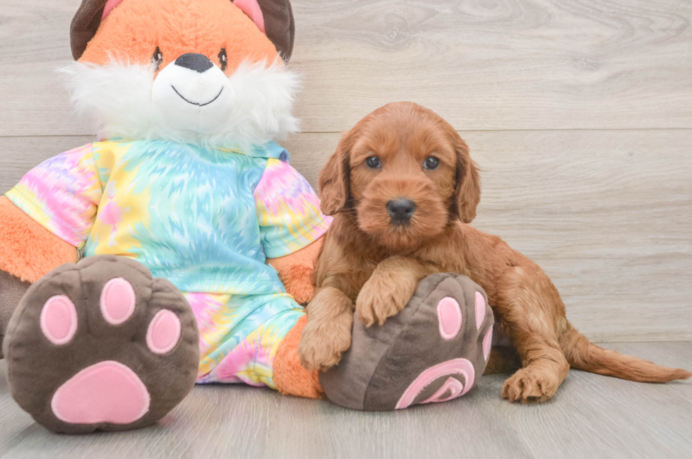 6 week old Mini Goldendoodle Puppy For Sale - Fairfield Furbabies