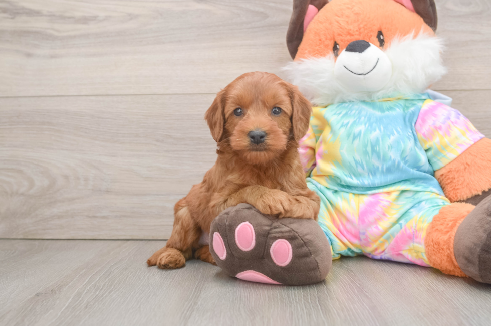 6 week old Mini Goldendoodle Puppy For Sale - Fairfield Furbabies