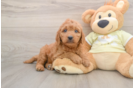 Mini Goldendoodle Pup Being Cute