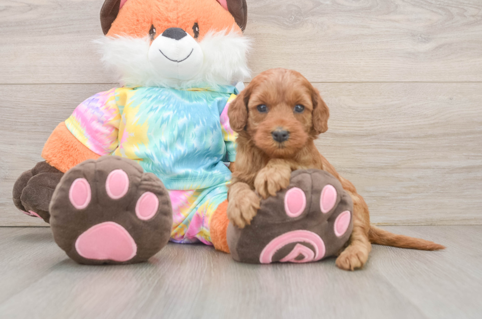 6 week old Mini Goldendoodle Puppy For Sale - Fairfield Furbabies