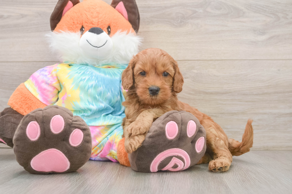 6 week old Mini Goldendoodle Puppy For Sale - Fairfield Furbabies
