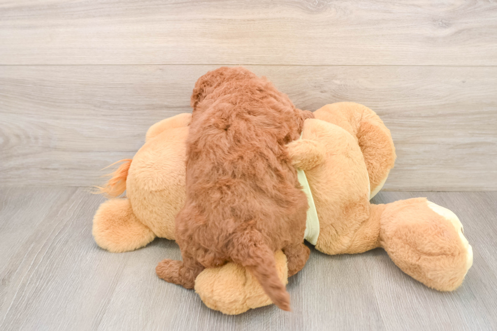 Petite Mini Goldendoodle Poodle Mix Pup
