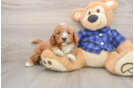 Funny Mini Goldendoodle Poodle Mix Pup