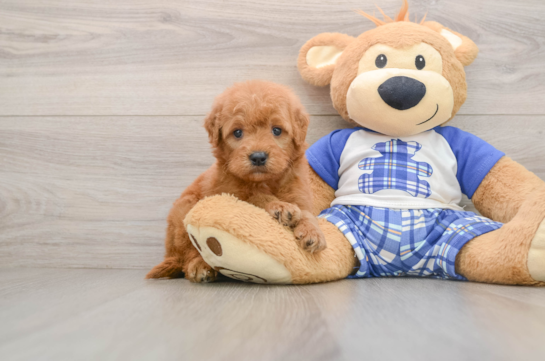 T BONE, a Mini Goldendoodle littermate