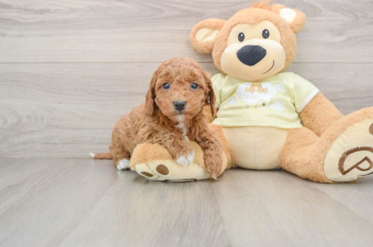 Best Mini Goldendoodle Baby