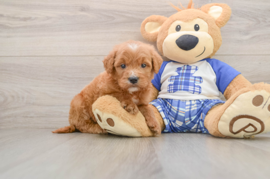TARA, a Mini Goldendoodle littermate