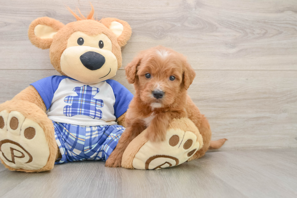 Cute Mini Goldendoodle Baby