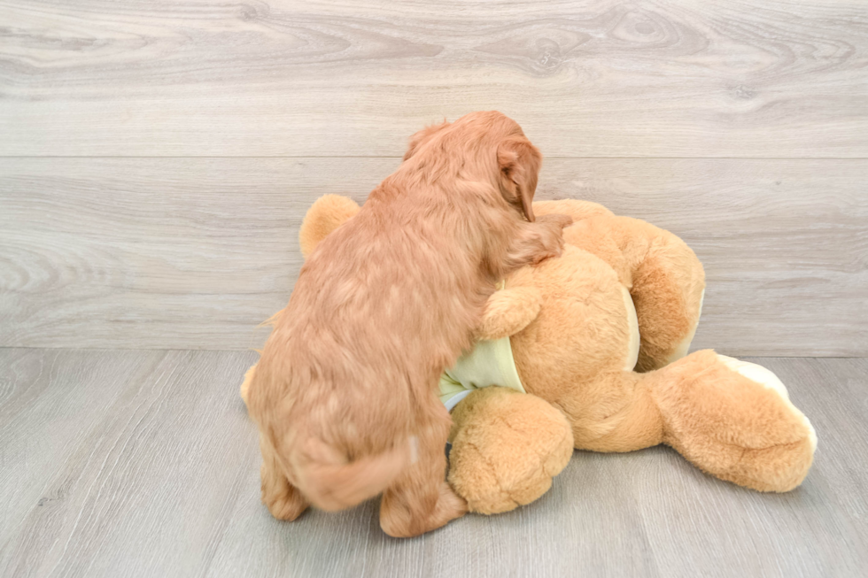 Popular Mini Goldendoodle Poodle Mix Pup