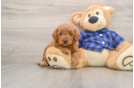 Fluffy Mini Goldendoodle Poodle Mix Pup