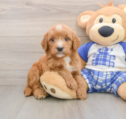 7 week old Mini Goldendoodle Puppy For Sale - Fairfield Furbabies