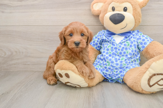 TATUM, a Mini Goldendoodle littermate