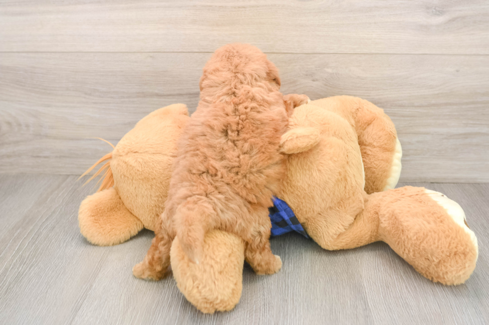 Funny Mini Goldendoodle Poodle Mix Pup