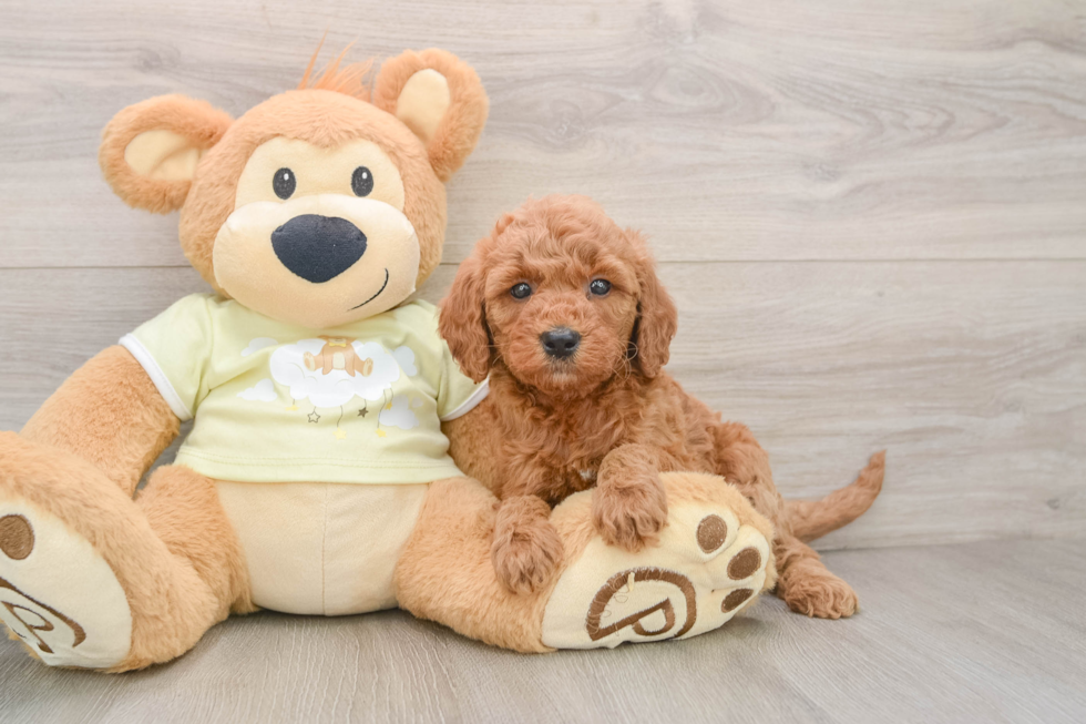 Petite Mini Goldendoodle Poodle Mix Pup